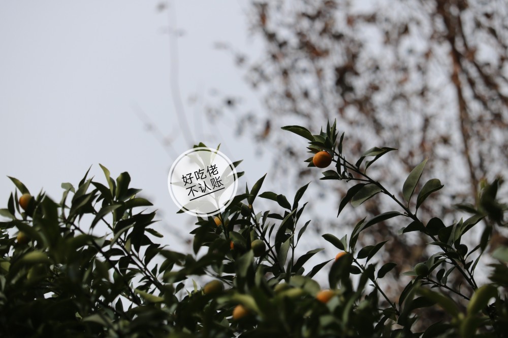 橘子洲的橘子红了 游客蜂拥而至 赏万千橘树 就是橘子皮有点多 腾讯新闻