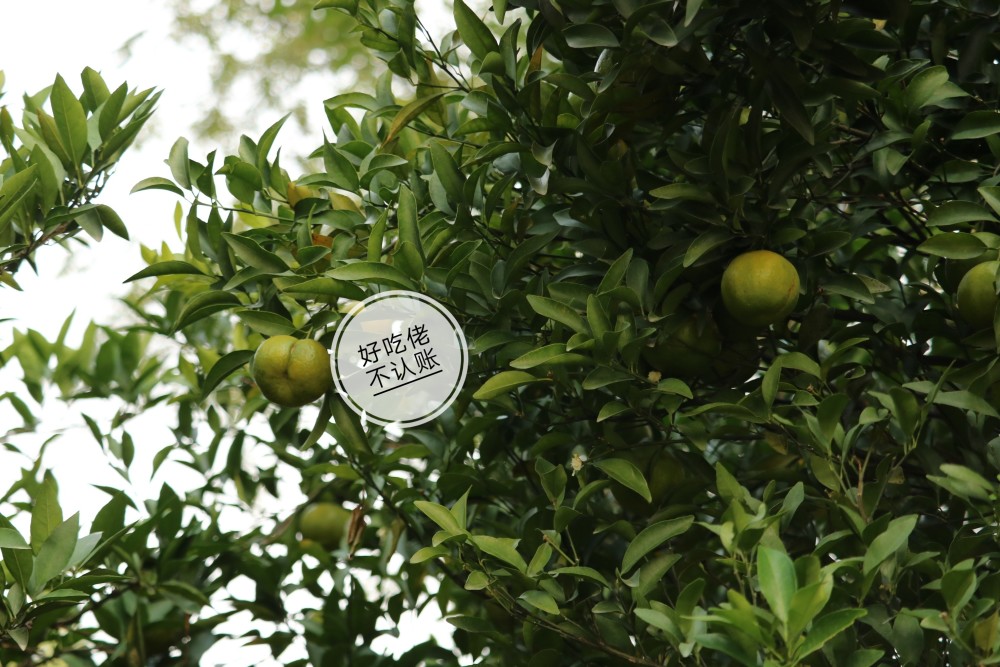 橘子洲的橘子红了 游客蜂拥而至 赏万千橘树 就是橘子皮有点多 腾讯新闻