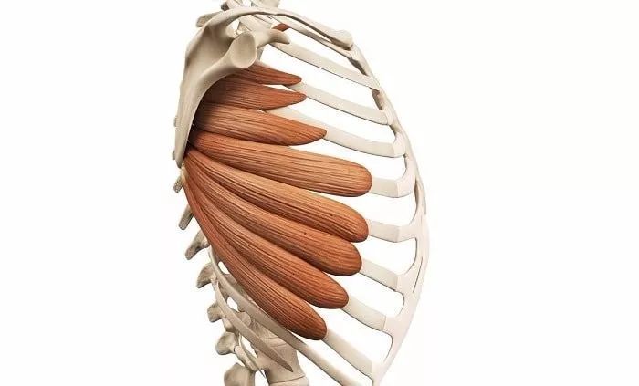 锯肌的解剖结构,前锯肌连接在胸廓的侧面和肩胛骨内侧缘和下角的前面