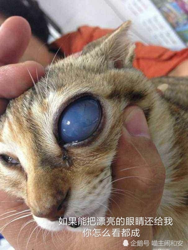 猫咪眼睛常发疾病之u201c青光眼u201d，你了解多少？_腾讯新闻