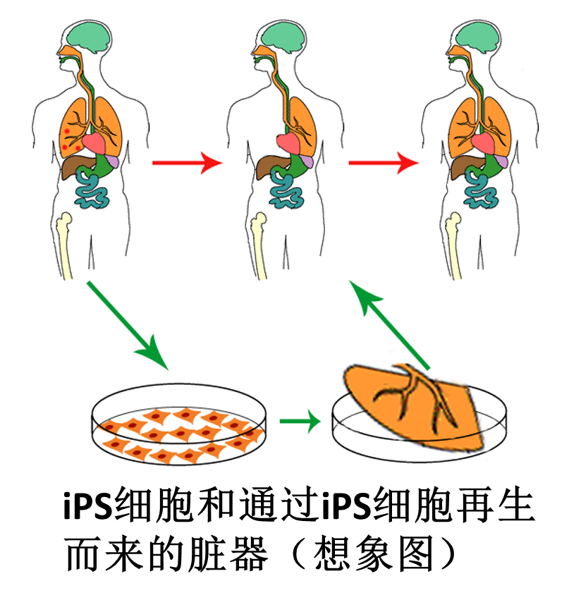 500万人中不足一万人能等到可移植角膜 Ta有望解决供体不足难题 腾讯新闻