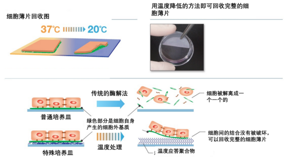 500万人中不足一万人能等到可移植角膜 Ta有望解决供体不足难题 腾讯新闻