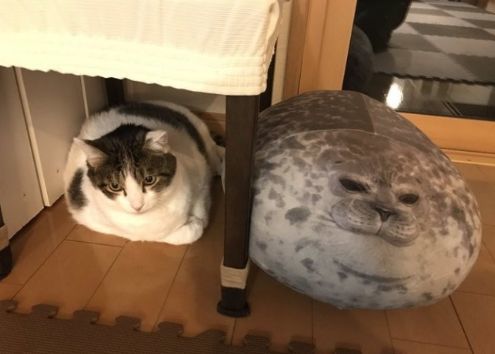 猫咪和圆滚滚的海豹呆在一起后 分不清哪只是猫了 腾讯新闻