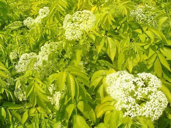 这6种珍贵好看的花灌木 公园庭院种上它们就对了 腾讯新闻