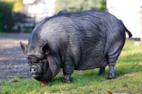 女子每天为宠物猪点中餐外卖六名消防员合力将猪抬下楼去减肥