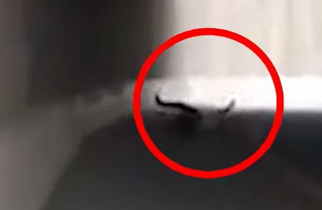 以色列警察背后开枪 击倒手无寸铁巴勒斯坦人 对方痛叫中倒地 腾讯新闻