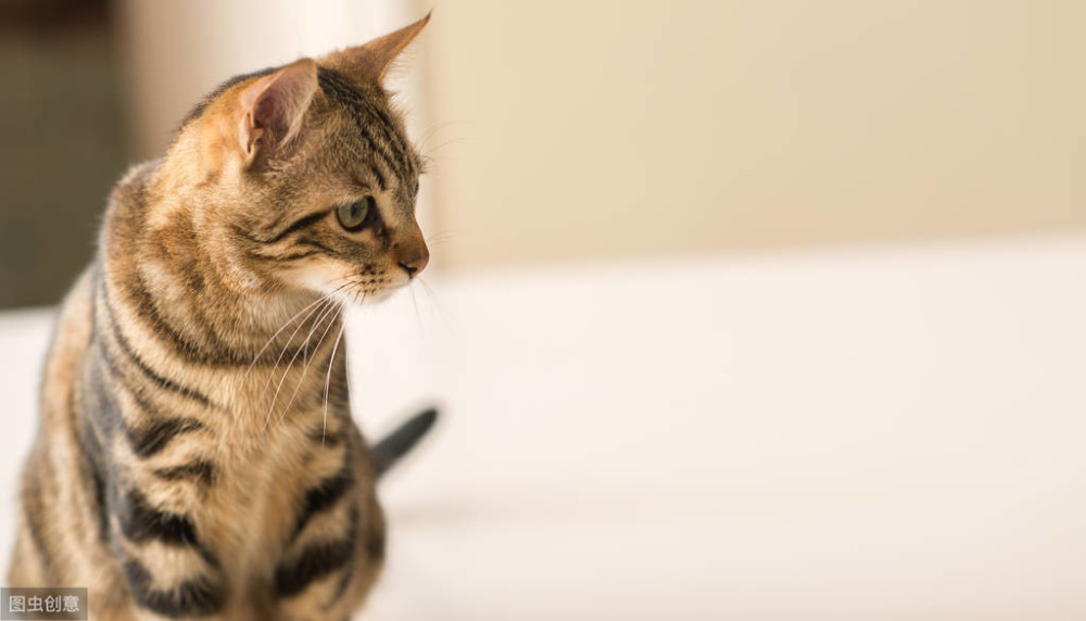 猫咪如何预防和治疗猫藓?赶快Get起来