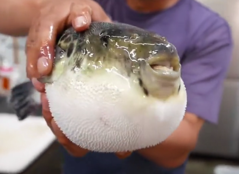日本厨师狂秀 刀工 快速把河豚鱼切片 刀法十分精湛 腾讯新闻