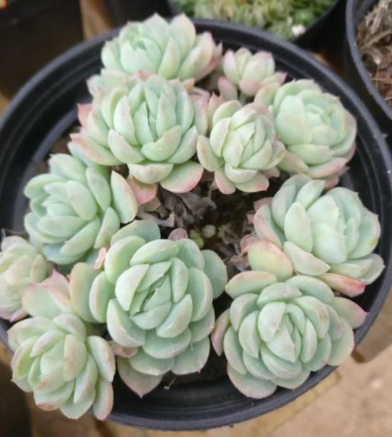 这13种多肉以 星座 命名 好看又好养 看看你家有吗 腾讯新闻