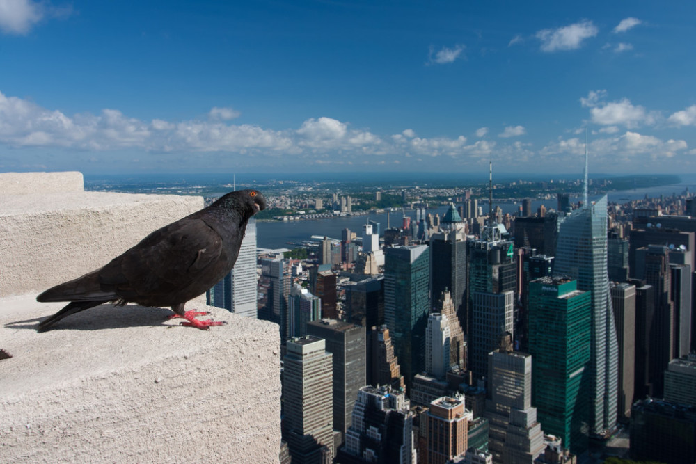 美国鸽子太凶悍?