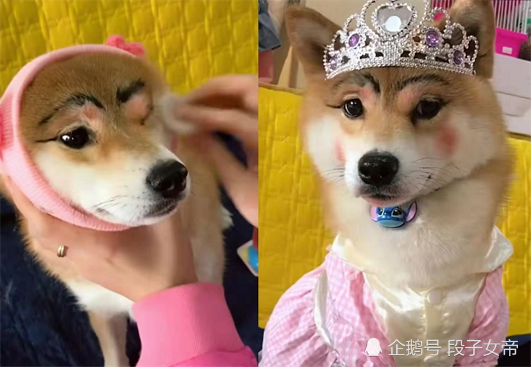 女主人给狗狗化妆,开头:小东西长得挺别致,结尾:多少钱我买了!