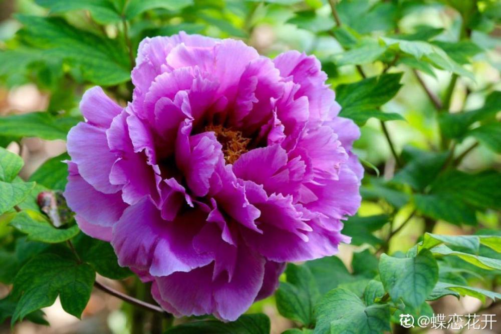 种招财花 越养越气派 家里有一盆好运连连 腾讯新闻