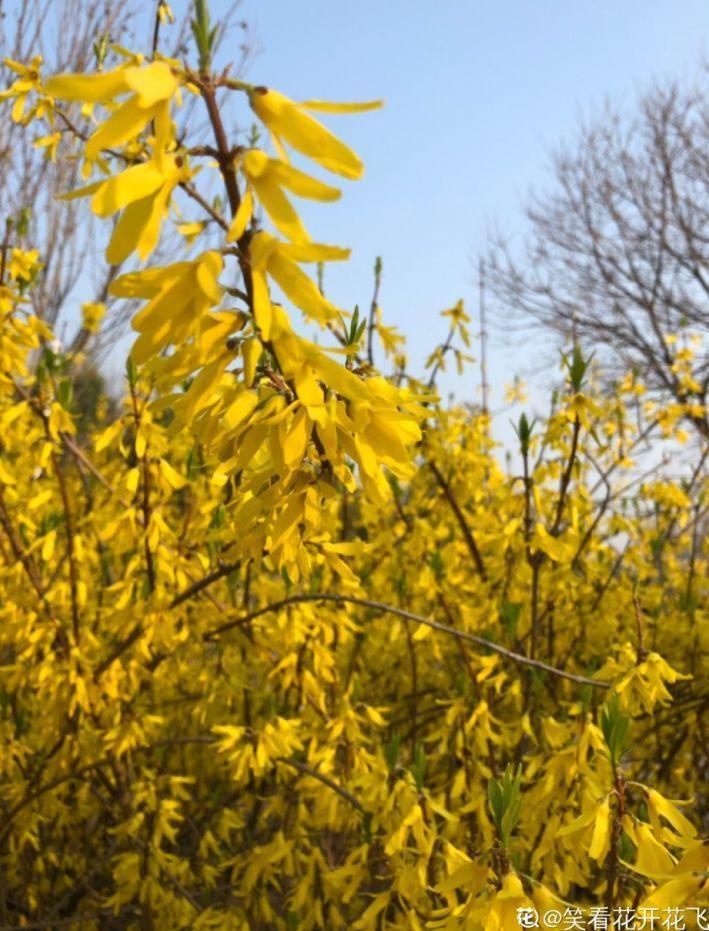 种招财花 越养越气派 家里有一盆好运连连 腾讯新闻