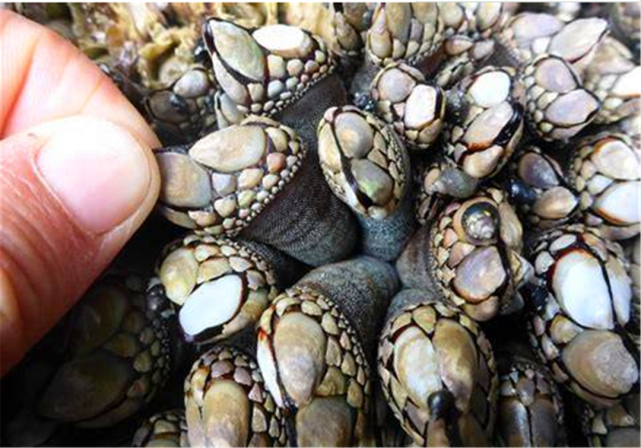 为何很多海洋生物最讨厌的是鹅颈藤壶 它不会动又是怎么招惹的海洋生物
