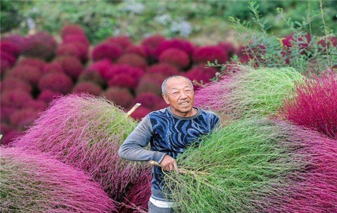 世界上最 窝屈 植物 在中国被用来做扫把 在日本身价翻百倍 腾讯新闻