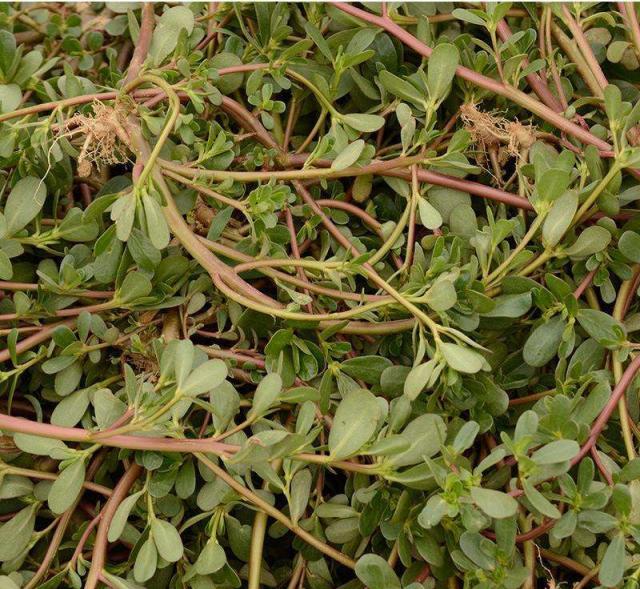 田梗边一爬爬草农民灾荒时当粮食吃如今用来养猪长膘快