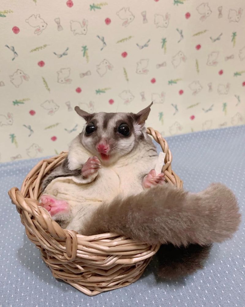 蜜袋鼯弃养甚至吃掉宝宝并不只是因为人类过多打扰一共四个原因