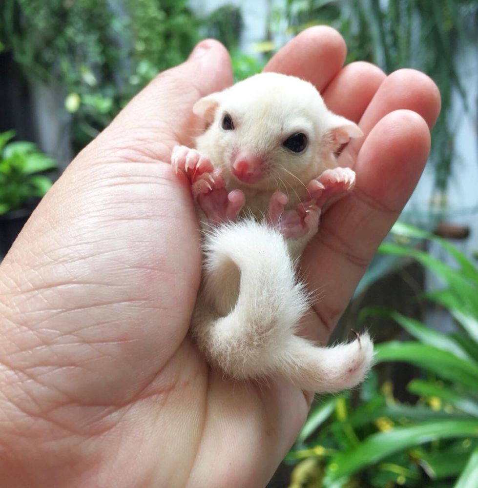 蜜袋鼯弃养甚至吃掉宝宝并不只是因为人类过多打扰一共四个原因