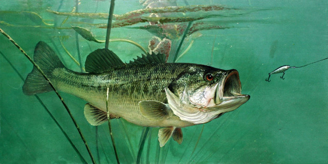 大口黑鲈能作为路亚对象鱼被投放在野外答案真不是这样