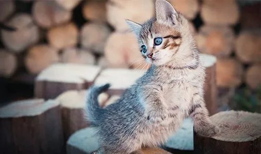 教你一秒让猫咪亲近你 腾讯新闻