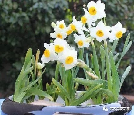 风信子 水仙花开完花就扔 太浪费 做好几步养护 明年照样开花 腾讯新闻