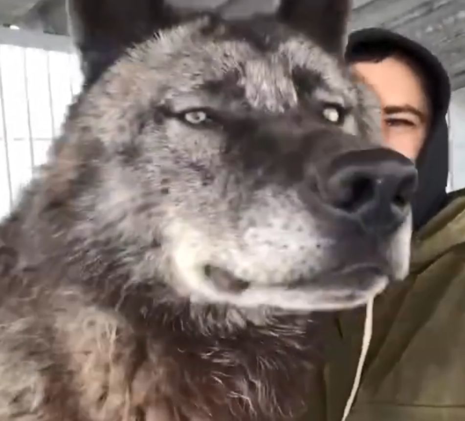 当世界上体型最大的狼,遇到了一个俄罗斯小哥