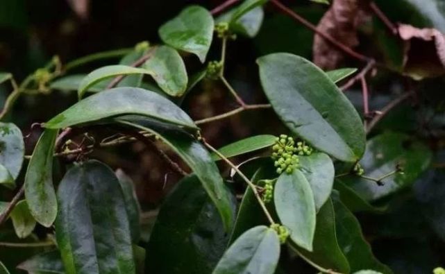 土茯苓用法與用量:取山慈菇30克,水煎服.打開騰