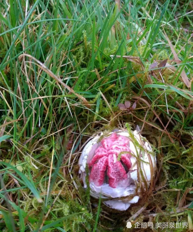 英国发现"魔鬼手指"蘑菇,五毒但恶臭无比