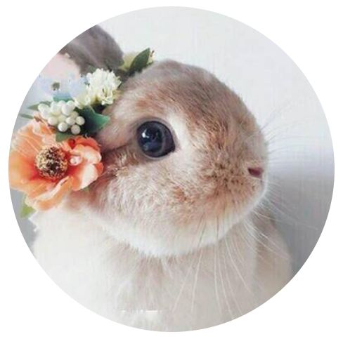 猫系脸更受欢迎鲶鱼脸才高级测测你是哪种动物脸