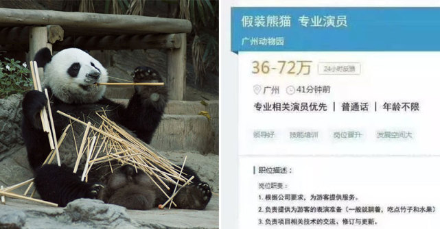 中国动物园被爆 招聘工读生 扮演猫熊 年薪 高达300万 工作内容是 躺著吃竹子