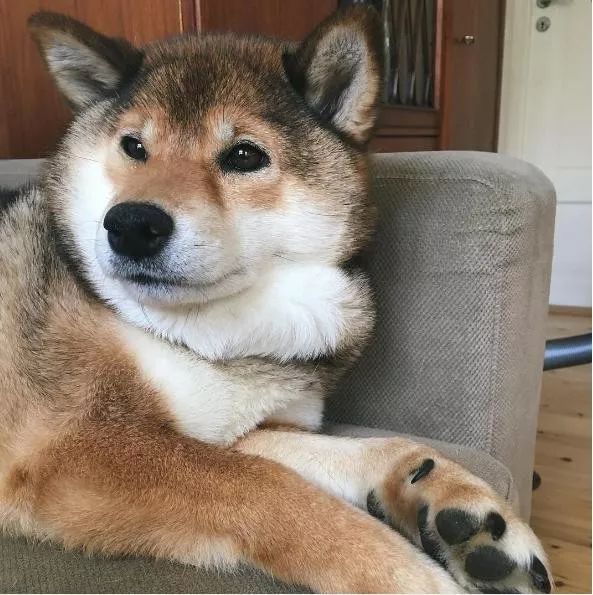 柴犬麻麻居然生下了三个颜色各异的宝宝,这也太神奇了!_腾讯新闻