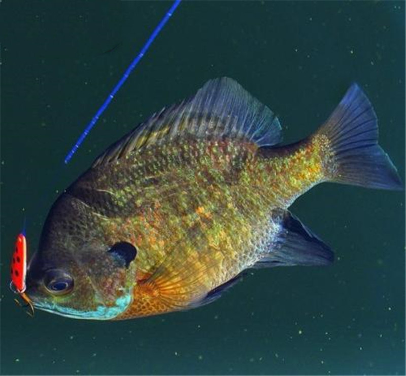 日本亲自引进的"王子鱼",如今却泛滥成灾,苦果却由民众担