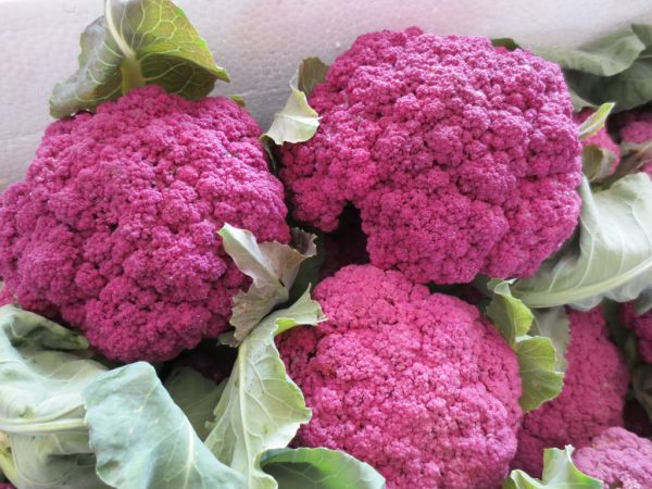 同样是花菜 却能卖到100元一颗 消费者 莫非这颜色是染的 腾讯新闻