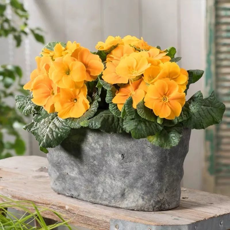 最适合 过年 养的10种 懒人花 12月买了 过年就开花 腾讯新闻