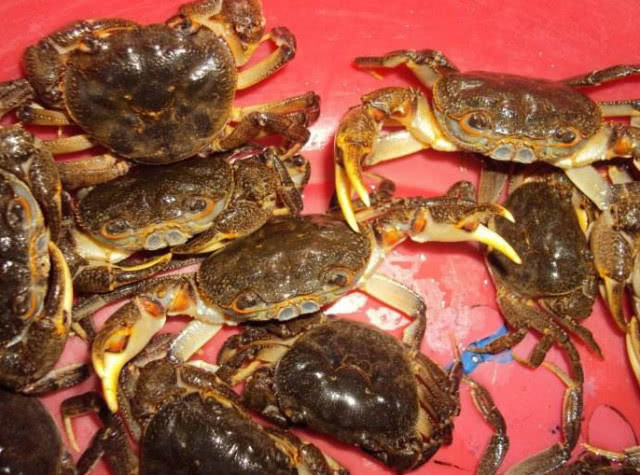 第二种:螃蟹,这种河鲜在我国大部分山区都很常见!