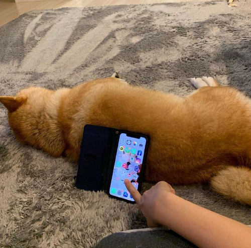 主人把柴犬当手机支架网友羡慕这支架有点贵买不起