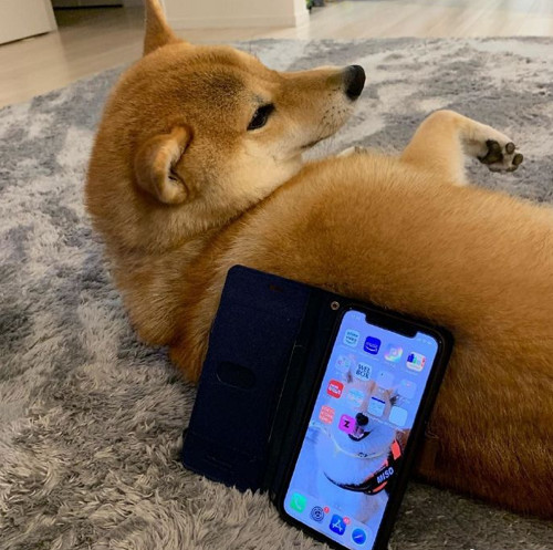 主人把柴犬当手机支架网友羡慕这支架有点贵买不起