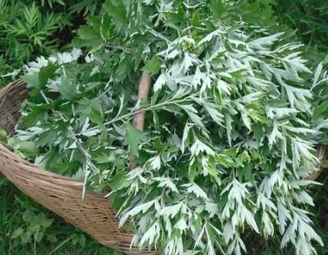 阳台种盆艾草 能 驱蚊辟邪 叶子做 糍粑 好吃到流口水 腾讯新闻