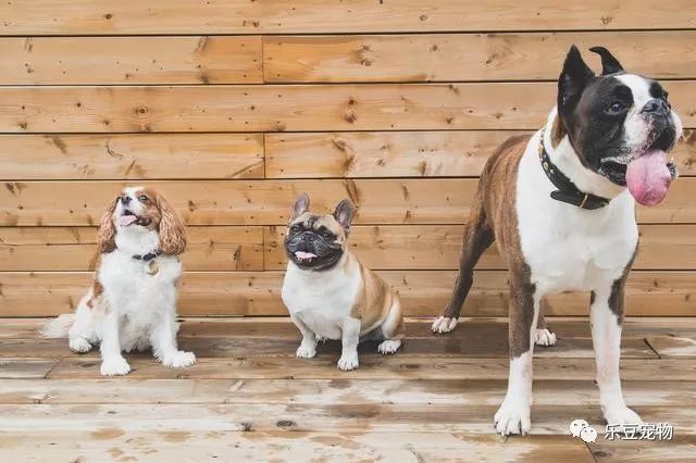 狗狗1岁=人7岁,是上世纪的算法,附最新狗狗和