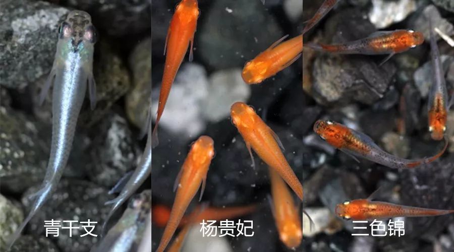 18种懒人鱼 有水就能活 好看又好养 腾讯新闻