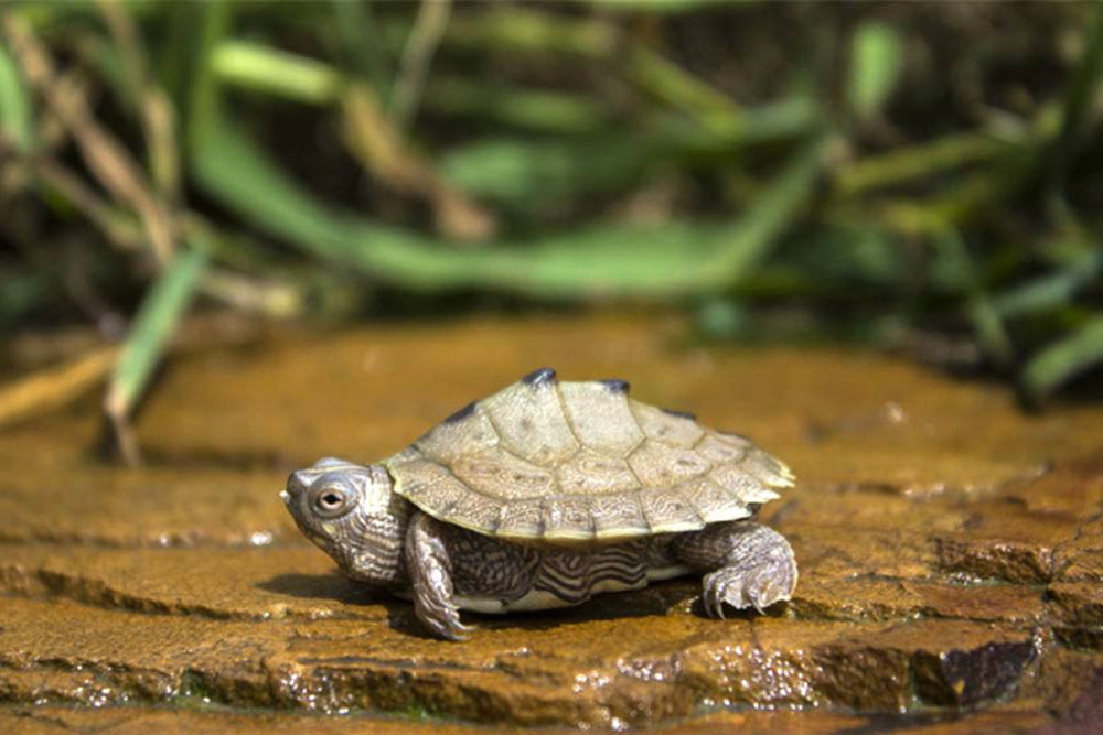 乌龟吃什么?即使最简单的喂龟粮，也有很多讲究
