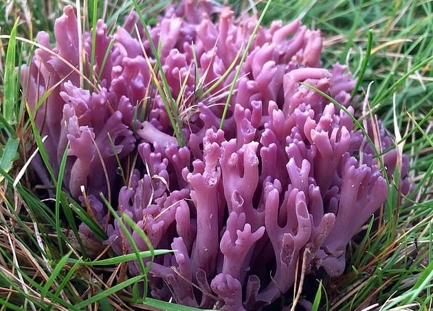 珊瑚还能长在陆地上英国博士在草地上发现罕见紫珊瑚蘑菇