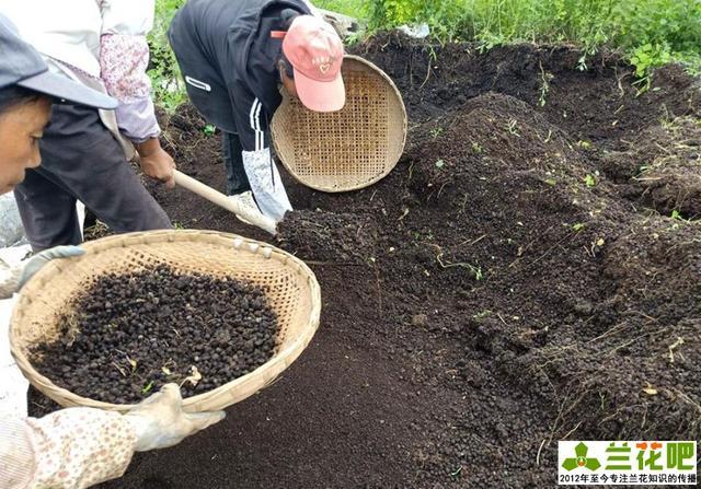 羊粪蛋在兰花养殖当中的运用绕道三尺的粪便在兰花养殖中有大作用