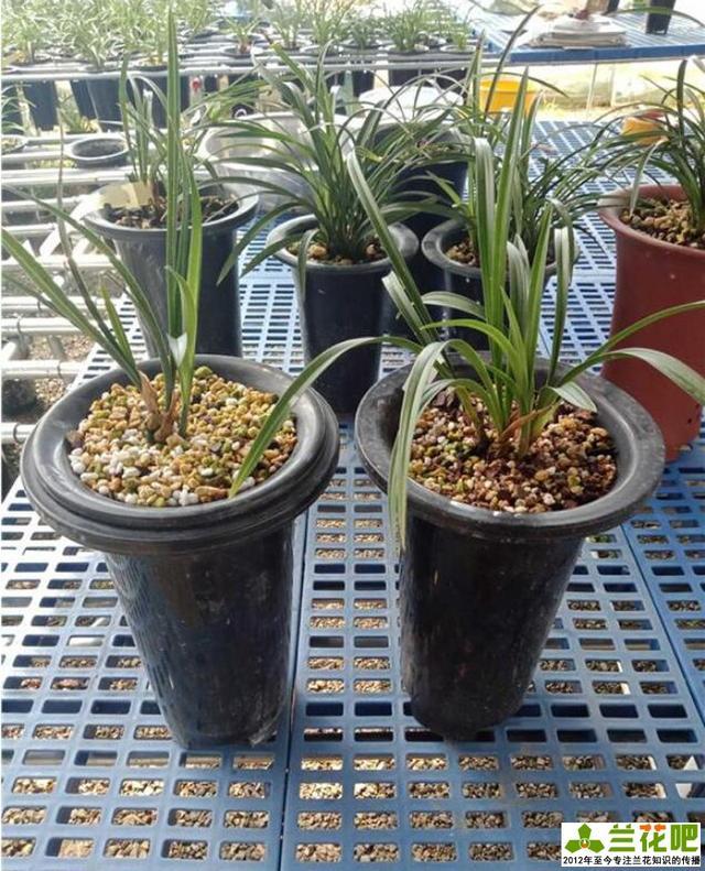 羊粪蛋在兰花养殖当中的运用绕道三尺的粪便在兰花养殖中有大作用