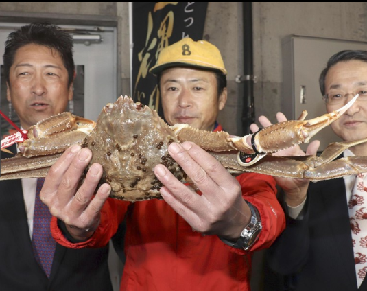 这种螃蟹一只500万日元！日本螃蟹500万高价怎么回事 破吉尼斯纪录！什么螃蟹这么贵（图）