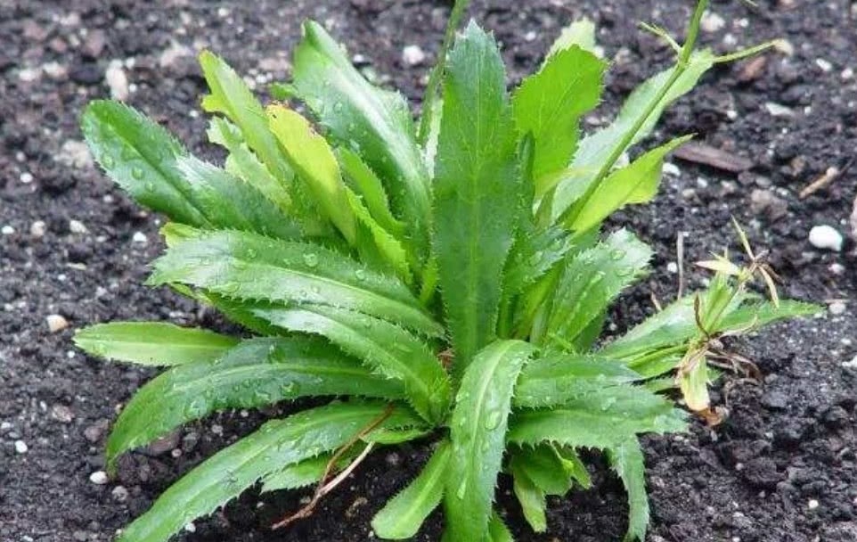 我的身體帶刺卻是雲南人不會錯過的野菜治療感冒腸炎腹瀉