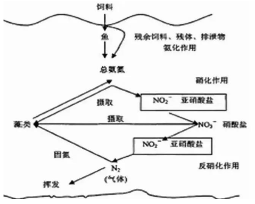 還在為亞硝酸鹽頭疼嗎?看看這個!