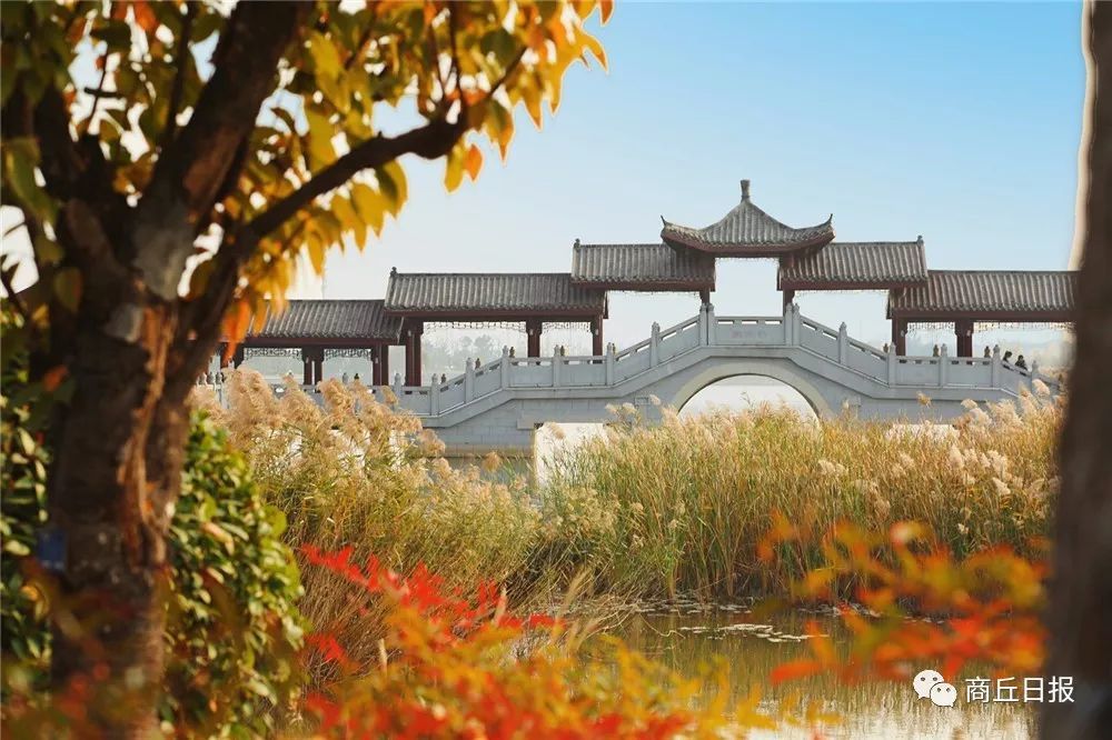 商丘的秋天,你有仔细看过吗?