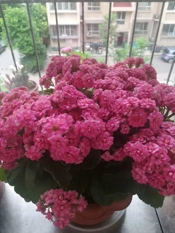 惊艳| 花友家的长寿花"达科塔""奶油"…开了