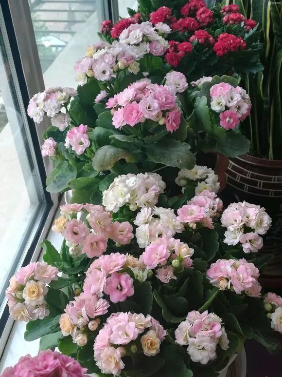 惊艳| 花友家的长寿花"达科塔""奶油"…开了